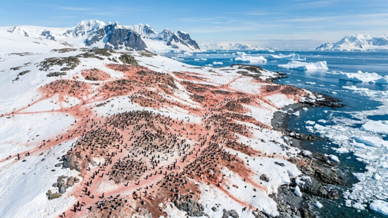 Sabia que o cocô dos pinguins é cor de rosa, pode ser vista do espaço e ainda serve para monitorar a saúde do planeta