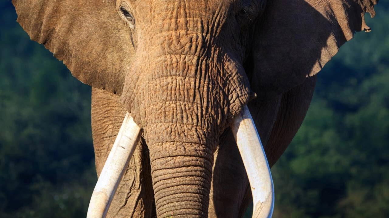 Sandro, o elefante de 54 anos que finalmente chegou a um santuário no Brasil após uma vida entre circos e zoológicos