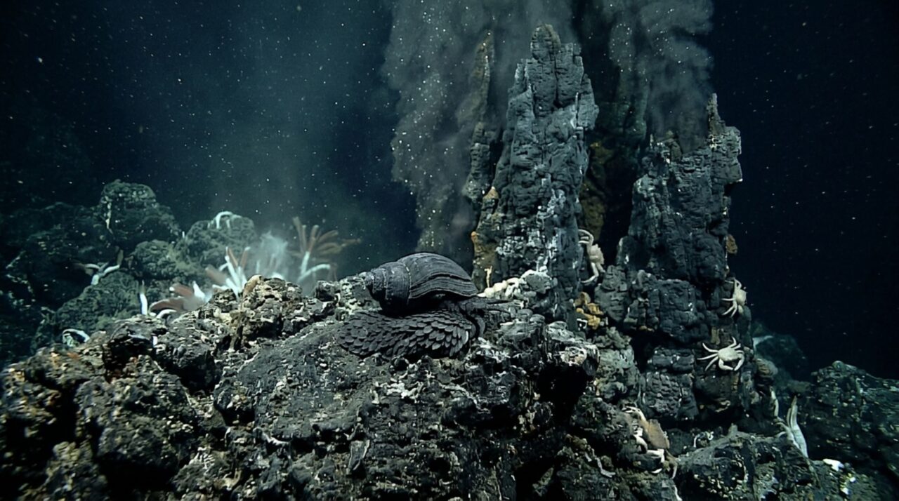 Este caracol fabrica uma armadura com metal do oceano e vive a mais de 2 quilômetros de profundidade