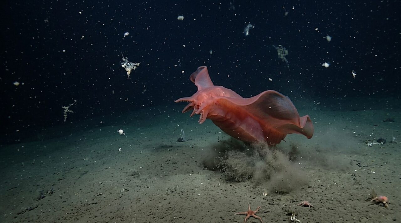 Enypniastes pode abandonar o fundo e nadar usando grandes abas membranosas
