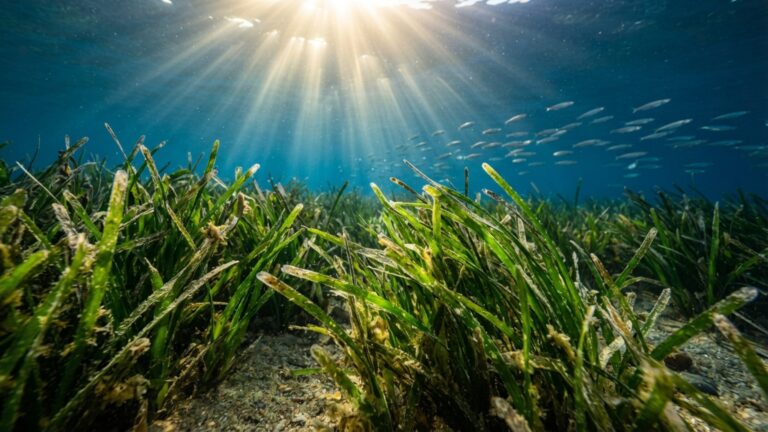 Gramíneas submersas cresceram 7% em uma das maiores baías dos Estados Unidos e chegaram ao maior nível desde 2018