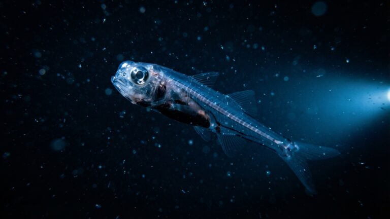 Um peixe de olhos tubulares gigantes vive tão fundo que quase ninguém o viu vivo e boa parte do que sabemos veio de poucos exemplares preservados em museus