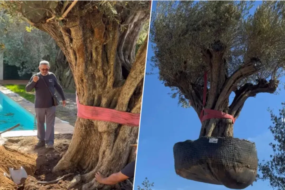 Uma oliveira de 500 anos e seis toneladas foi movida para ser instalada no jardim de uma casa