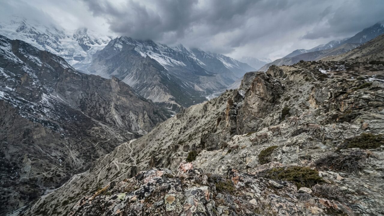 Um pangolim ficou quase 190 anos numa coleção de museu até seu DNA revelar uma espécie distinta escondida entre Nepal e norte da Índia