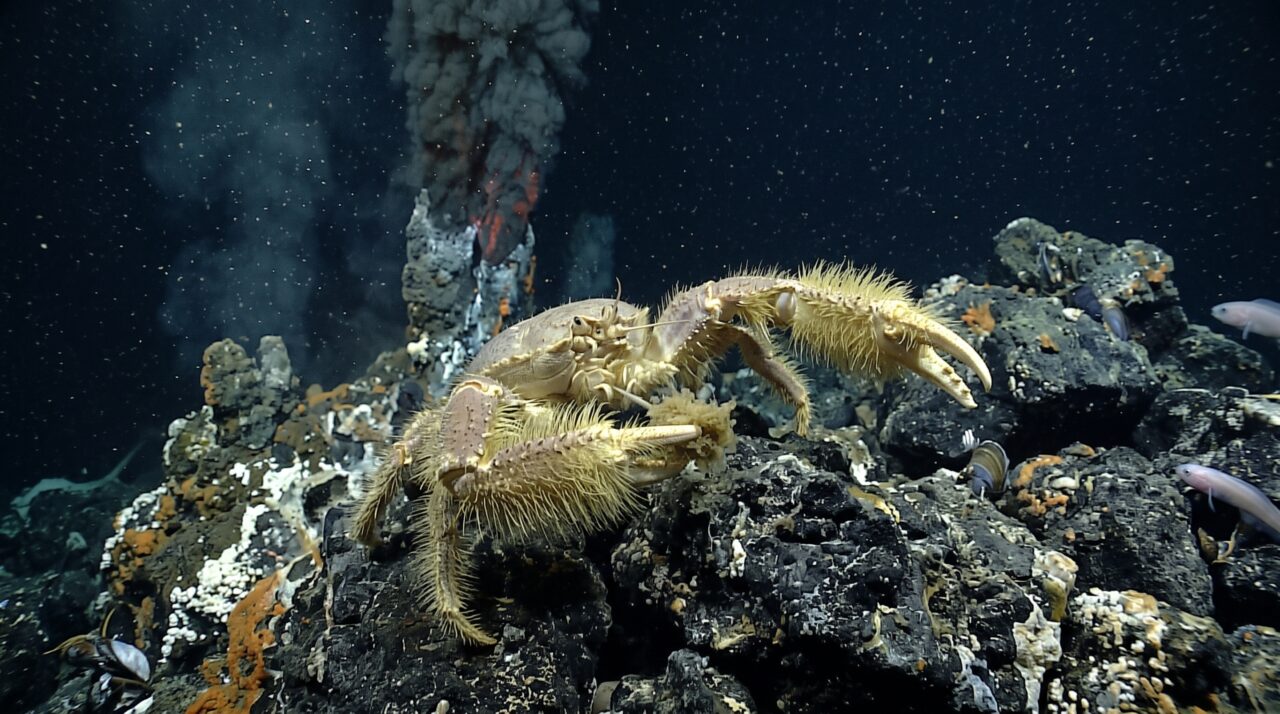 Um caranguejo do fundo do mar cultiva bactérias nos próprios braços e agita as patas na água antes de raspar e comer essa plantação
