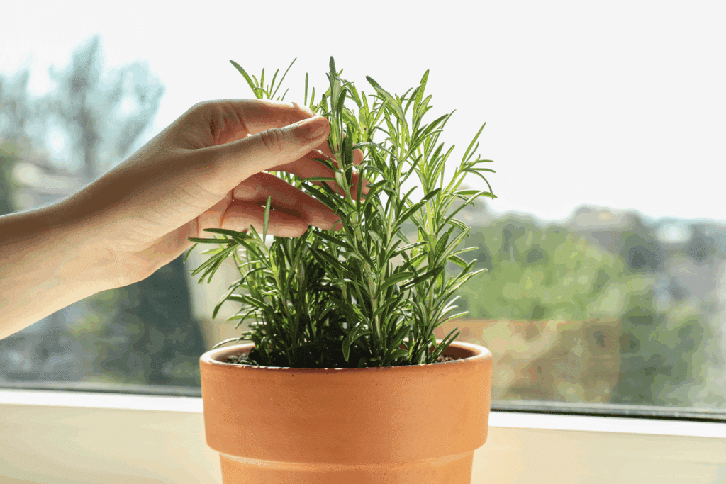 Horta em apartamento: 5 temperos para cultivar em vasos mesmo com pouco espaço