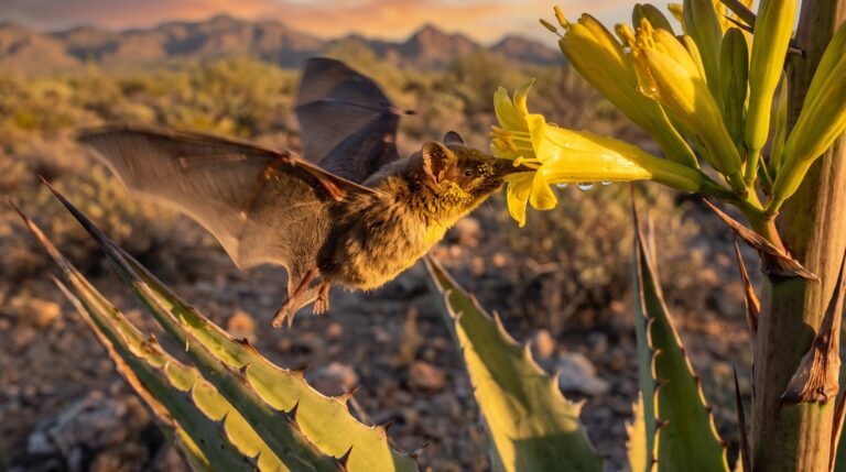 O morcego que acompanha a floração dos agaves por centenas de quilômetros e ajuda a planta a se reproduzir