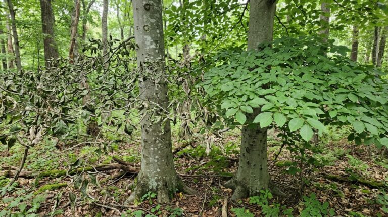 Faias-americanas próximas apresentam diferenças marcantes na resistência à doença foliar