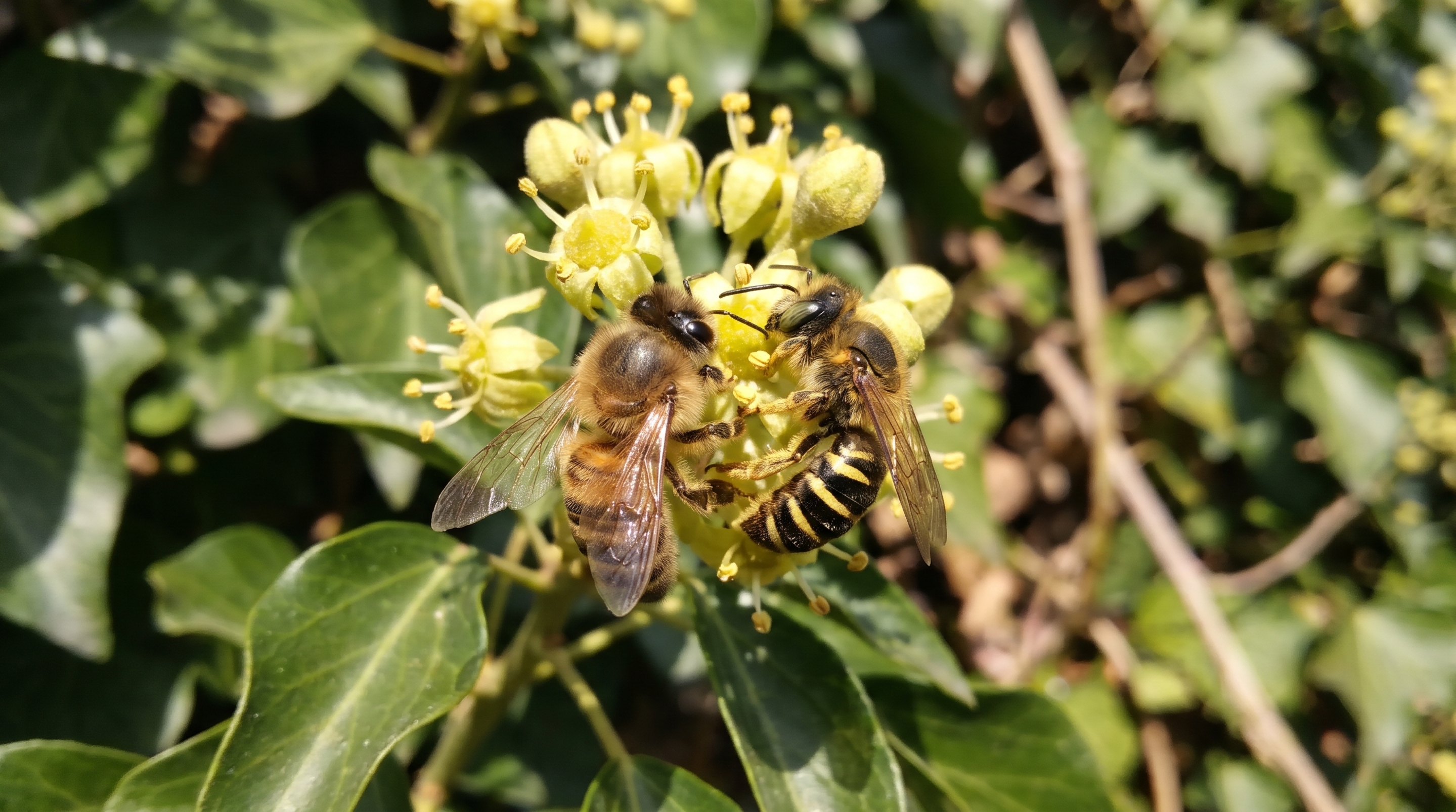 Abelhas domésticas foram flagradas expulsando polinizadores selvagens das flores e o comportamento pode ficar mais intenso com o calor