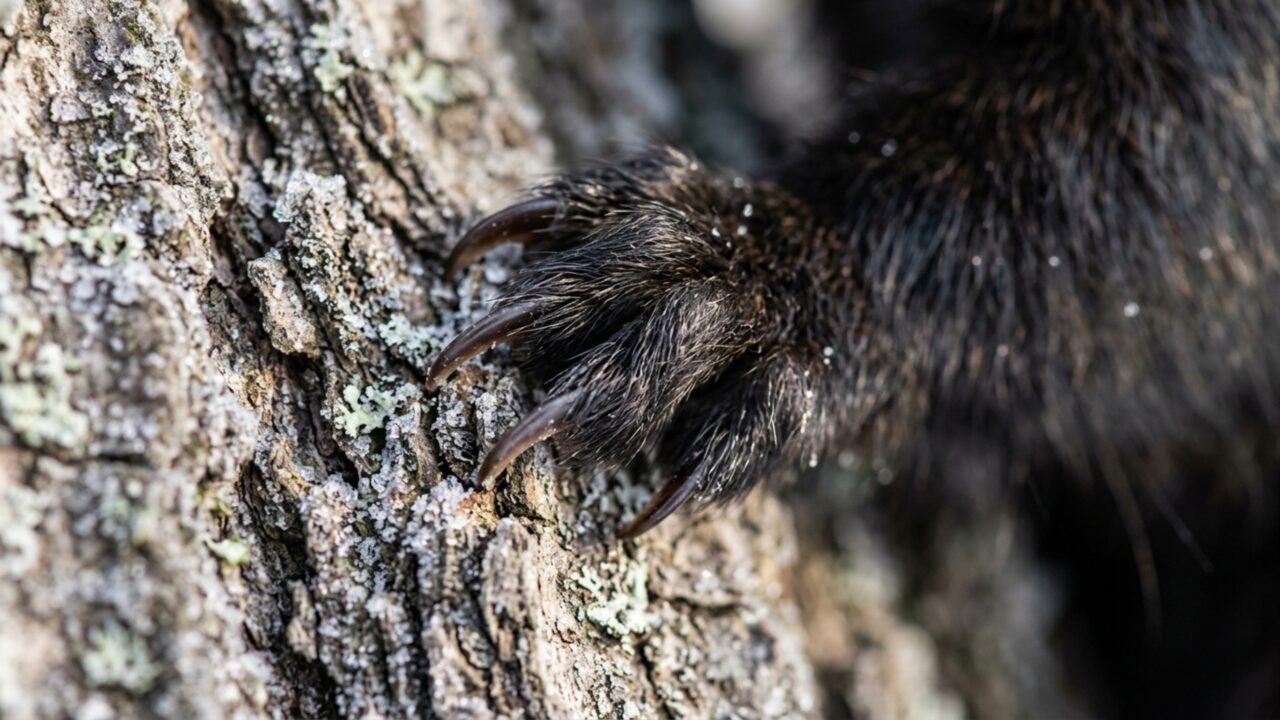 Esquilos pretos aparecem mais onde o inverno é frio e há mais árvores: 800 animais revelam como bairros podem empurrar a evolução em direções diferentes