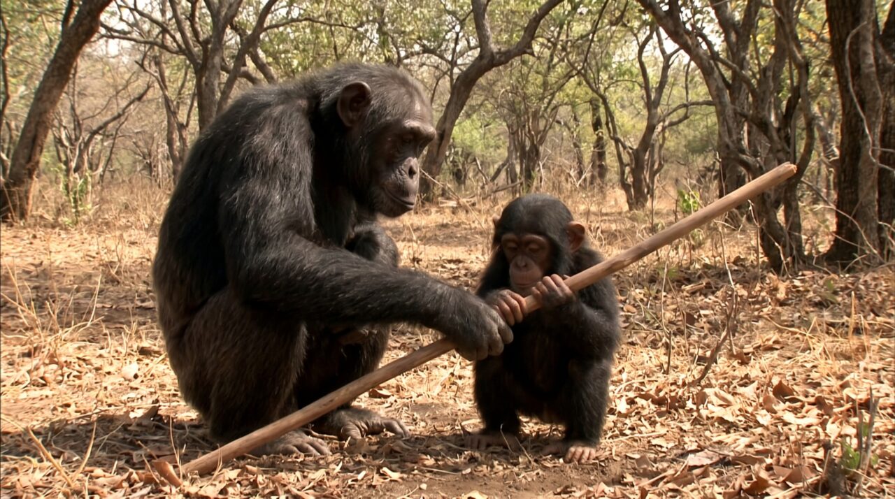 Um filhote recebeu uma ferramenta da própria mãe e as câmeras registraram chimpanzés ensinando habilidades que passam entre gerações