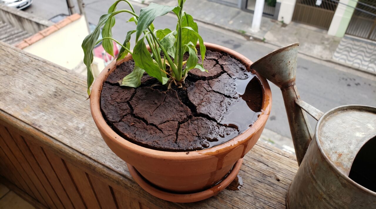 Borra de café sai da cafeteira todos os dias e pode ter um destino melhor que o lixo, desde que não seja tratada como adubo milagroso