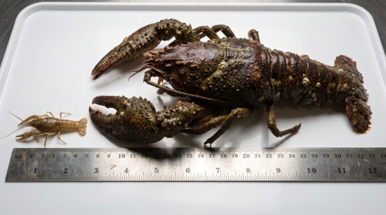 Um lagostim gigante ganhou o apelido de Crawzilla e provocou uma busca nacional que encontrou outro ainda maior