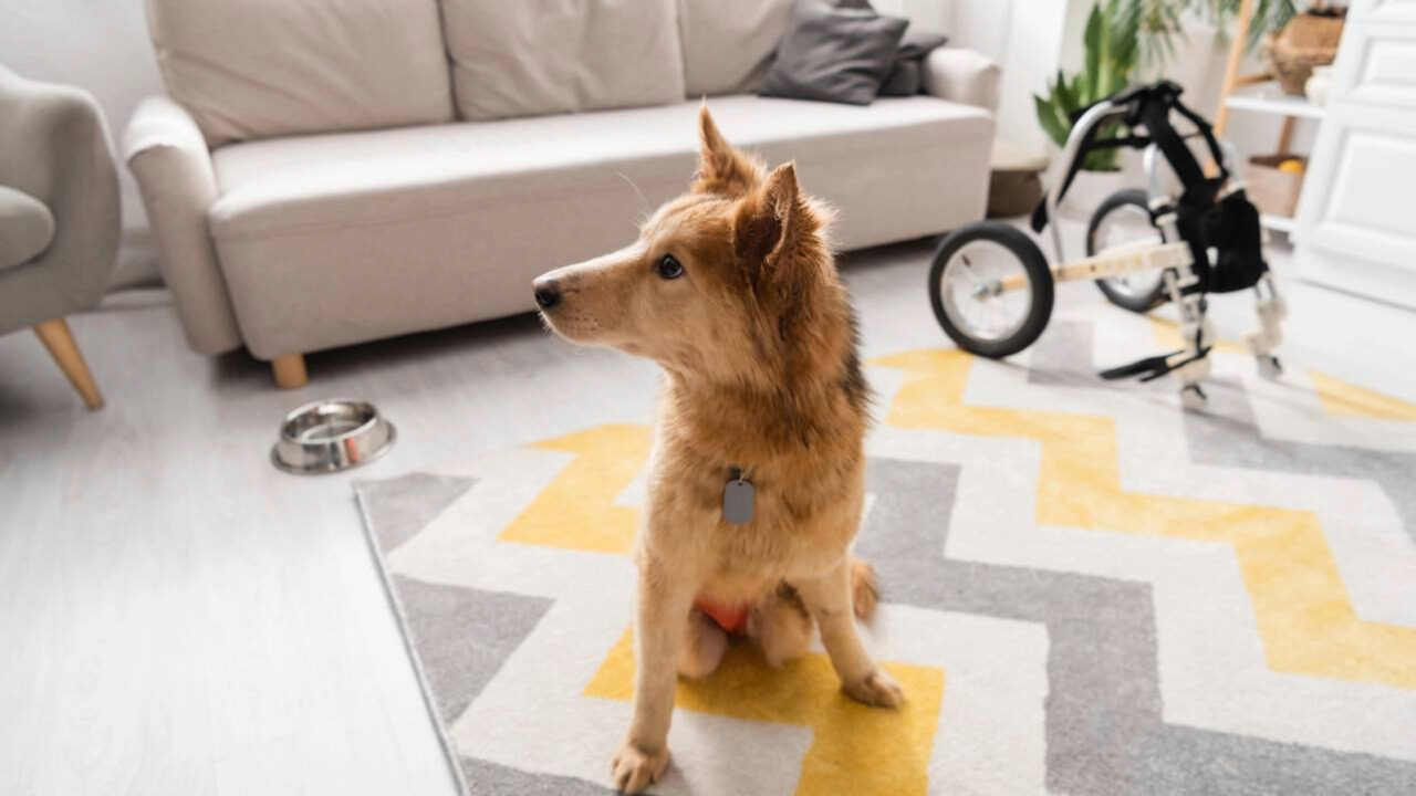 Condomínio pode proibir cachorro no apartamento STJ já decidiu que a regra genérica não vale, mas o morador pode ser obrigado a retirar o animal em um caso específico
