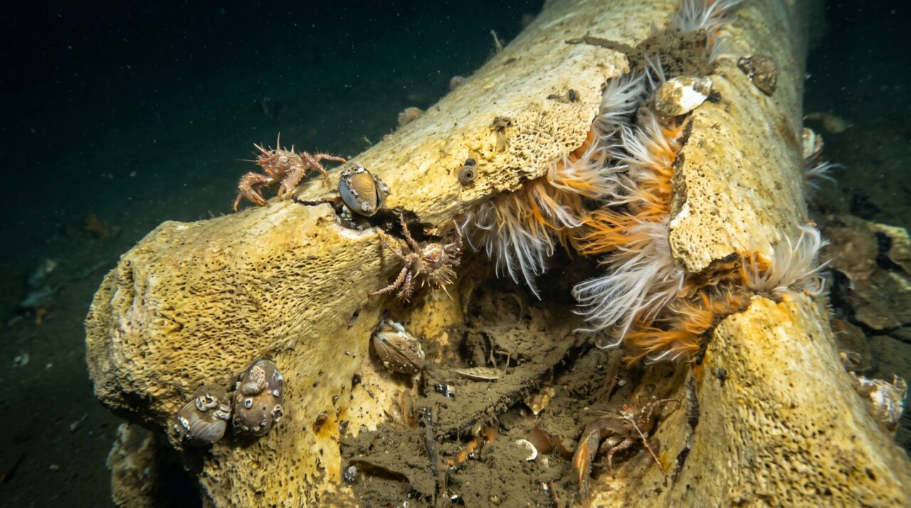 Depois que uma baleia afunda no oceano, seus ossos podem alimentar comunidades inteiras por décadas no fundo do mar