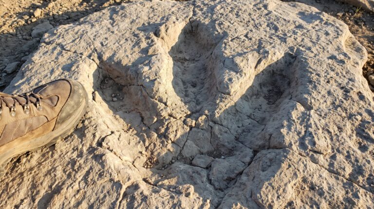 Um professor viu três dedos enormes numa rocha e voltou com cientistas: quatro pegadas revelaram o primeiro rastro conhecido de um T. rex adulto