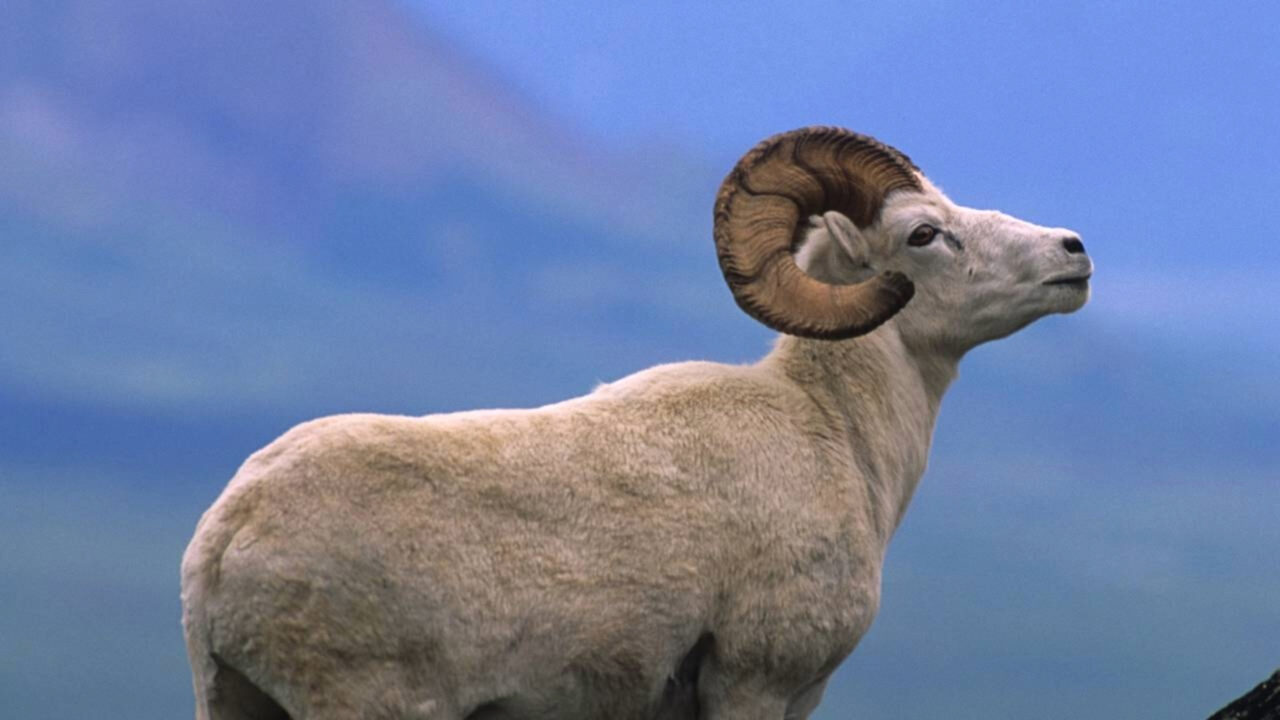Eles colocaram uma ovelha selvagem em uma ilha para caçá-la e, mais de quatro décadas depois, ela se tornou uma ameaça ao ecossistema