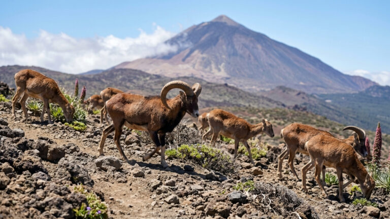 Eles colocaram uma ovelha selvagem em uma ilha para caçá-la e, mais de quatro décadas depois, ela se tornou uma ameaça ao ecossistema