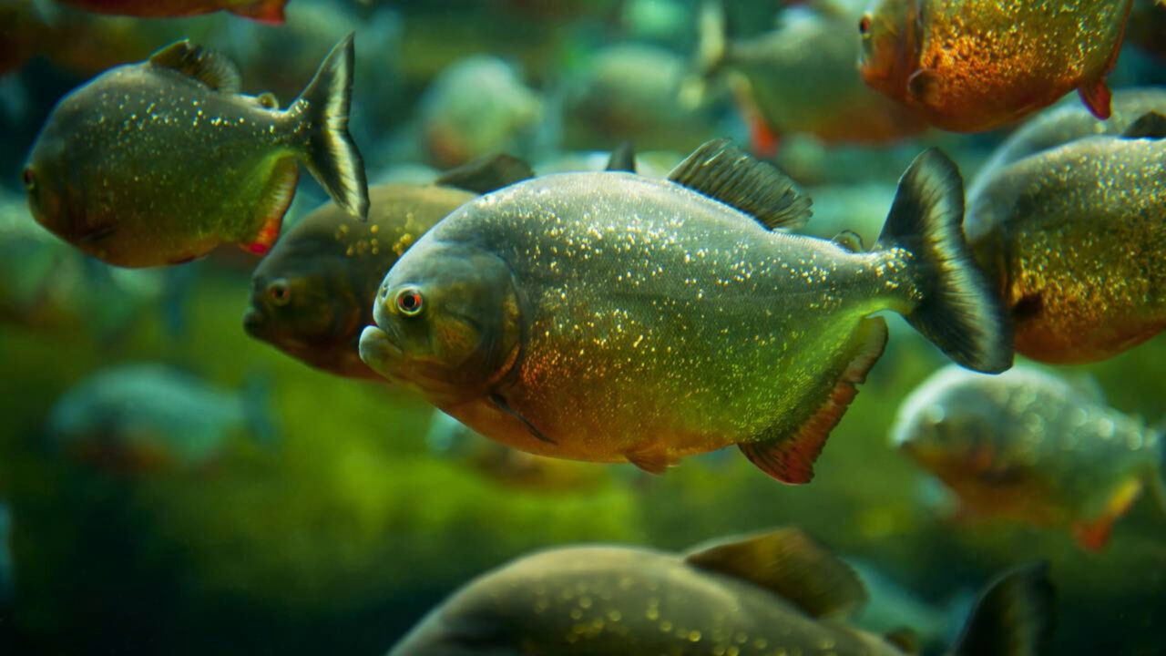 Em 1970, um padre vendeu 12.000 piranhas com o objetivo de salvar a Amazônia 55 anos depois, seu trabalho faraônico ainda é um fio de salvação na selva
