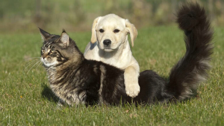 Entrou em vigor a Lei de Bem-Estar Animal proíbe donos de cães e gatos de usarem qualquer dispositivo, mecanismo ou utensílio destinado a limitar ou dificultar sua mobilidade
