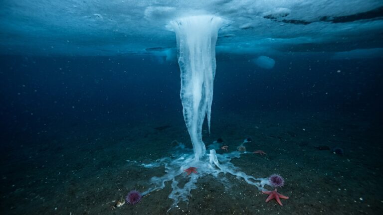 Um “dedo de gelo” desce pelo fundo do mar e congela tudo ao redor enquanto avança sobre o leito do oceano