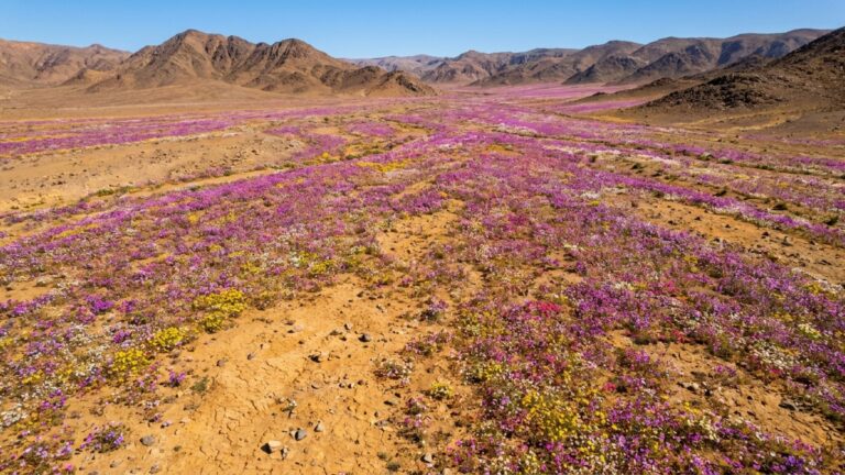 Deserto do Atacama pode ter a maior floração desde 1997 após chuvas ligadas ao fenômeno El Niño
