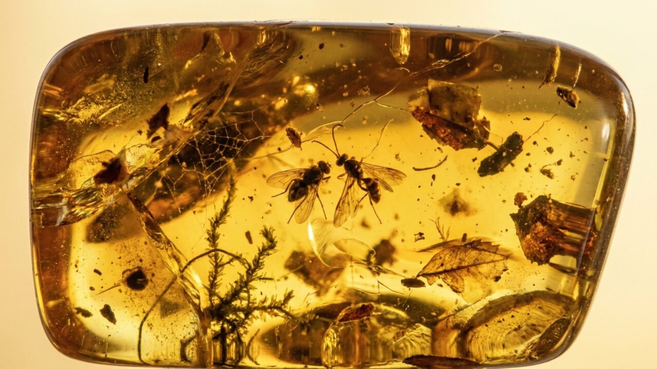 Uma cápsula do tempo de 112 milhões de anos preservou insetos e vestígios de uma floresta que existia quando os dinossauros dominavam a Terra