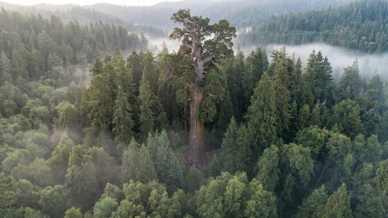 A árvore mais alta conhecida do planeta supera 115 metros, e a área ao redor dela foi fechada após danos causados pela aproximação de pessoas