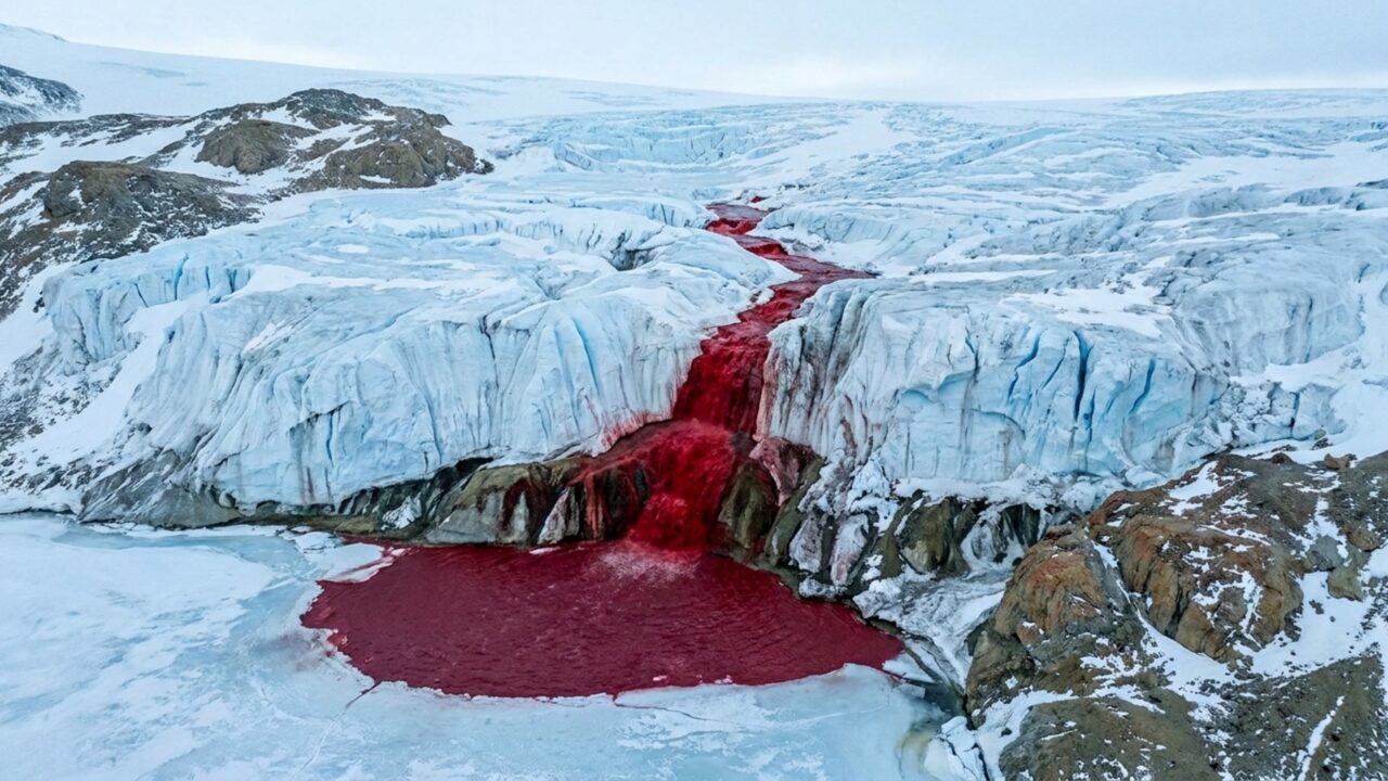 Cataratas de Sangue da Antártida guardam descendentes de antigas criaturas marinhas, segundo novo estudo