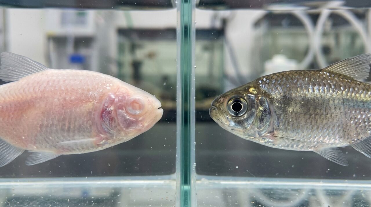 Comparação entre formas cavernícolas e superficiais de Astyanax mexicanus evidencia diferenças nos olhos e na pigmentação corporal