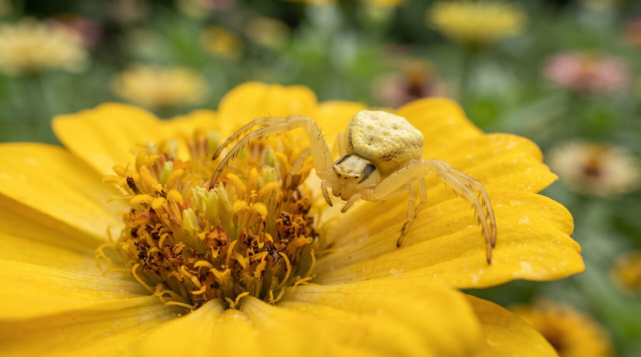Estratégia de caça e mudança de cor da aranha-caranguejo-das-flores