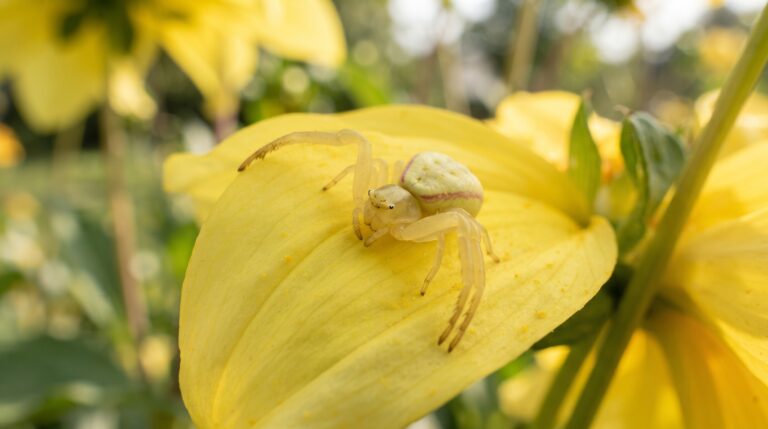 Estratégia de caça e mudança de cor da aranha-caranguejo-das-flores
