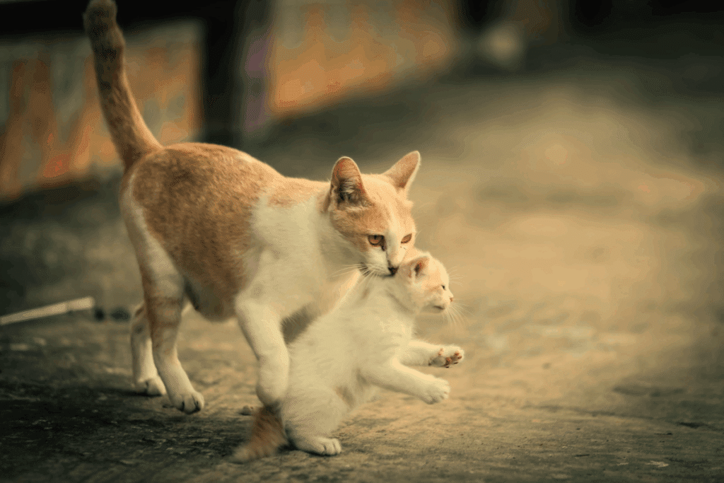 Por que a gata muda os filhotes de lugar? Veja como lidar com esse comportamento