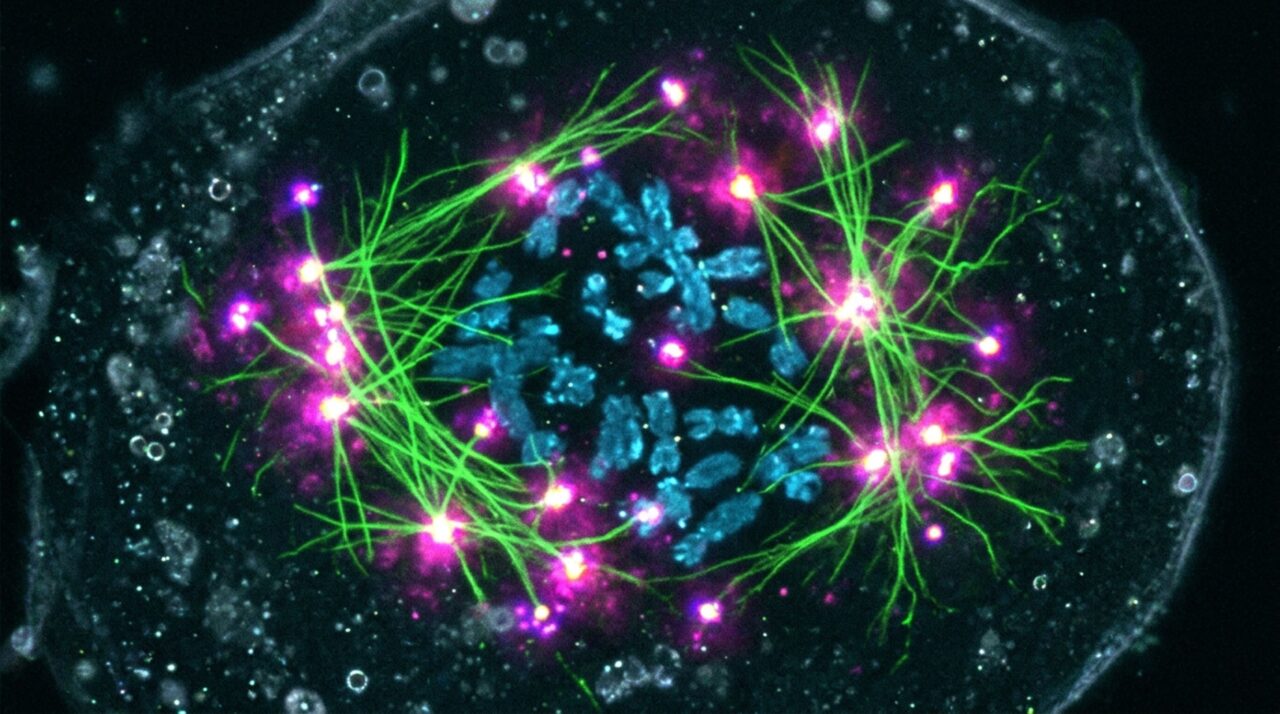 Experimentos com células sem centrossomos demonstraram que a ativação luminosa da Aurora A pode recuperar parcialmente a formação do fuso celular