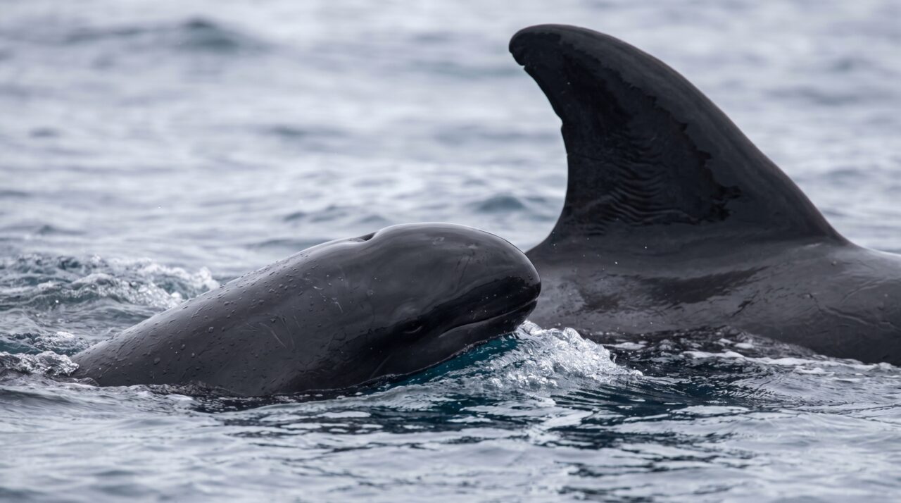 Duas crias surgiram numa população de apenas 140 animais: falsas-orcas do Havaí dão um raro sinal positivo para pesquisadores