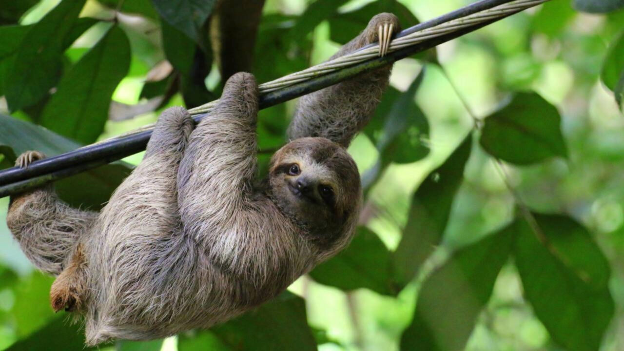 Morar de graça na praia da Costa Rica centro de resgate oferece quarto e 3 refeições a quem cuidar de preguiças