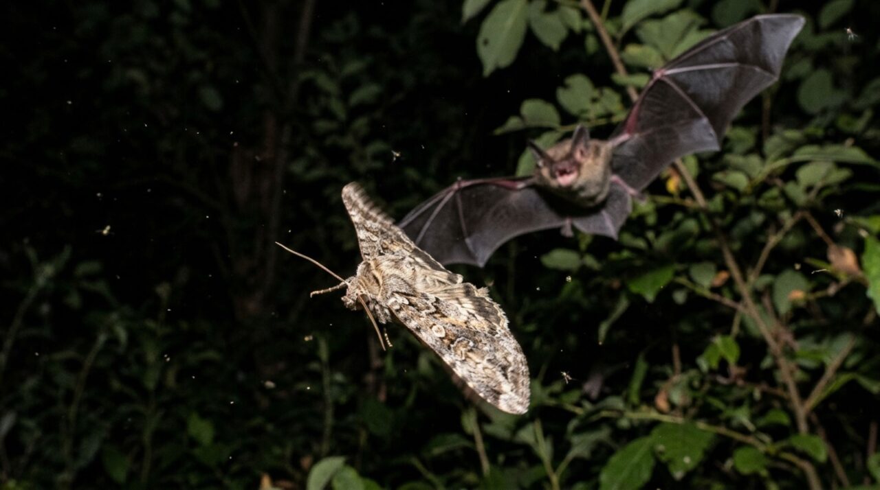 Mariposa ouve o ultrassom dos morcegos e muda o voo antes que o predador consiga alcançá-la