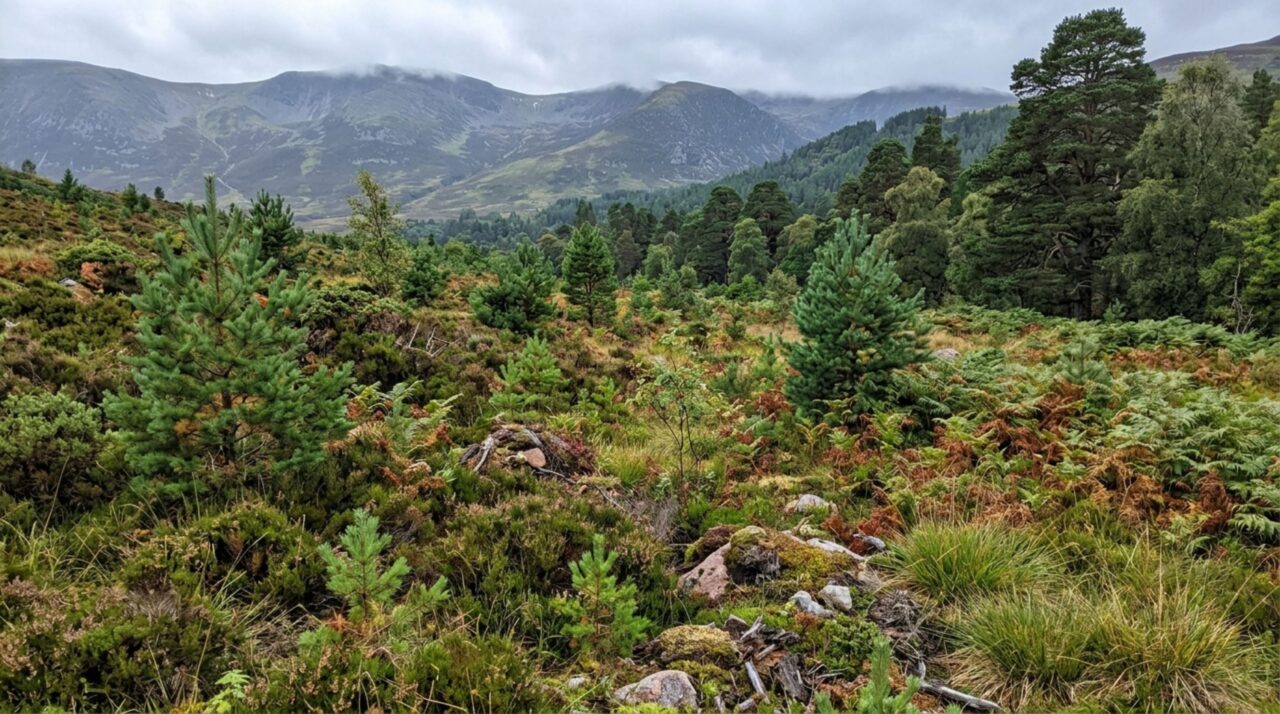 Redução da pressão dos cervos favoreceu o crescimento espontâneo de árvores jovens nas paisagens dos Cairngorms