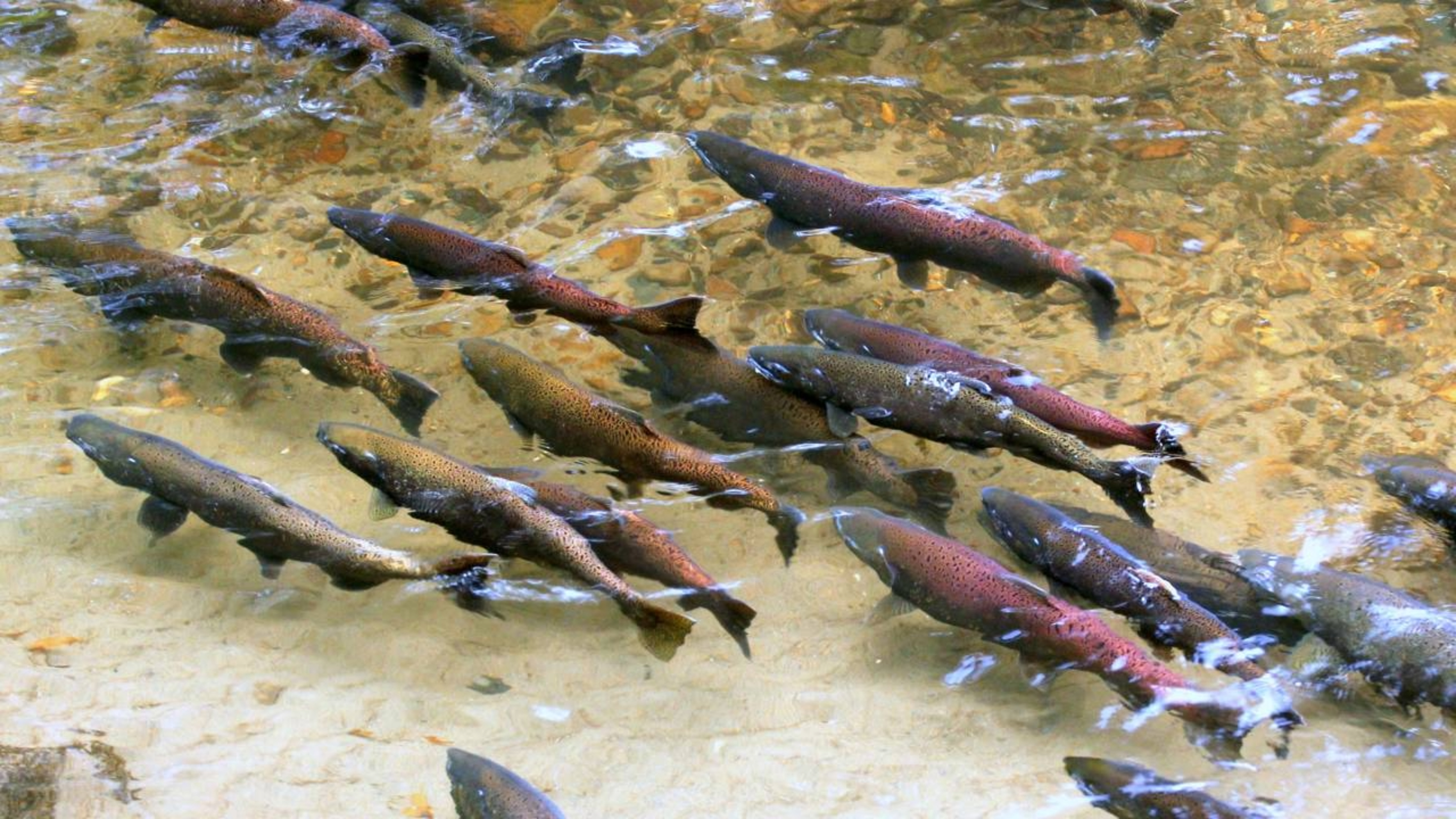 Nos anos 70, o Chile introduziu uma espécie de salmão gigante de 60 kg de olho na criação de uma indústria: hoje, o Chinook do Pacífico invade os rios da Patagônia