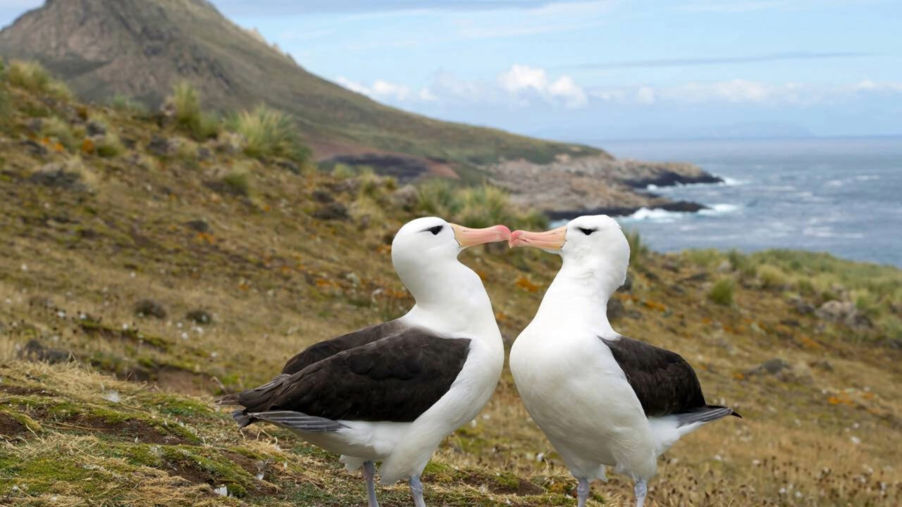 O albatroz que foi introduzido em 1956 e ainda cria filhotes aos 75 anos desafia tudo o que se sabe sobre a longevidade das aves