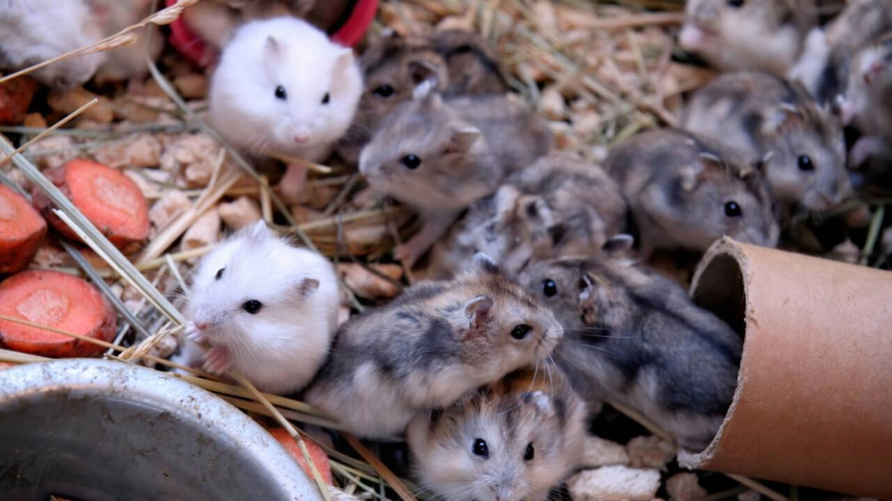 Para onde os ratos vão no inverno — e como mantê-los bem longe de casa