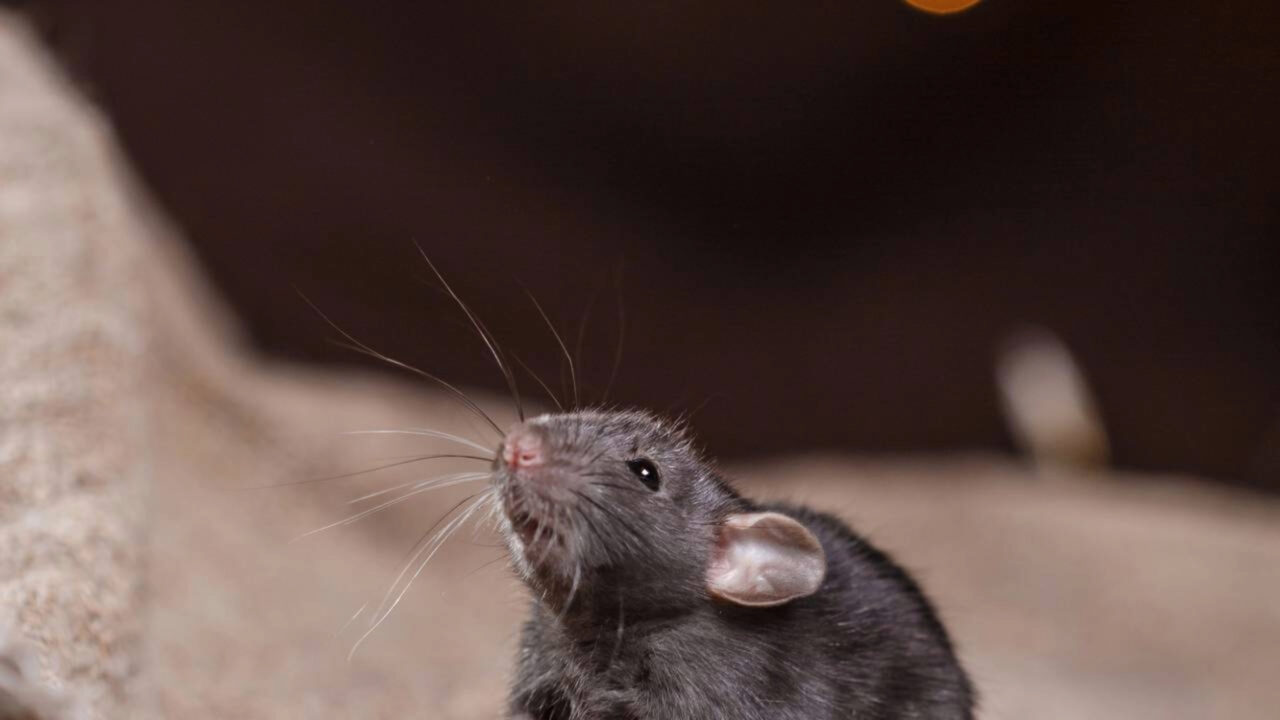Para onde os ratos vão no inverno — e como mantê-los bem longe de casa?