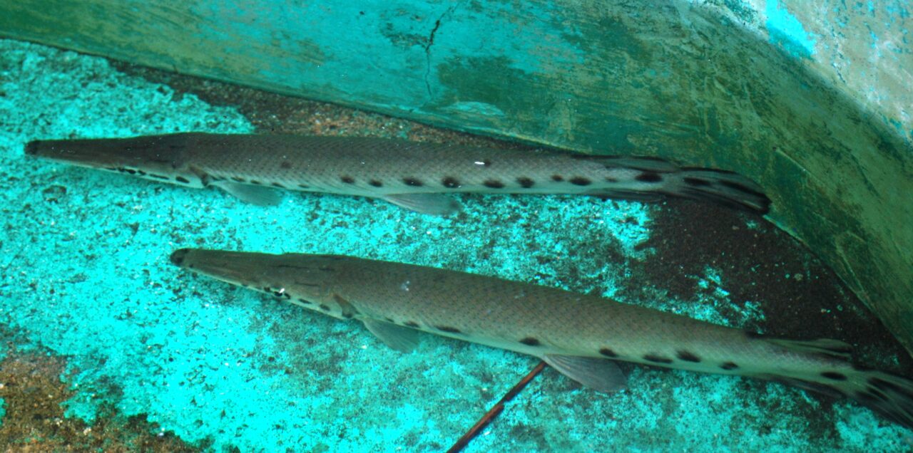 Peixe de 100 milhões de anos surpreende cientistas após reprodução inédita em cativeiro na Guatemala