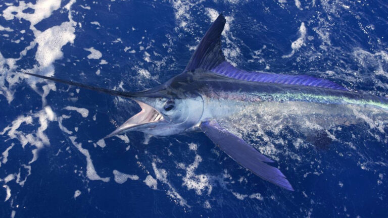 Pescadores travam batalha de 3 horas e puxam marlim-azul de mais de 500 kg — e o recorde mundial é brasileiro