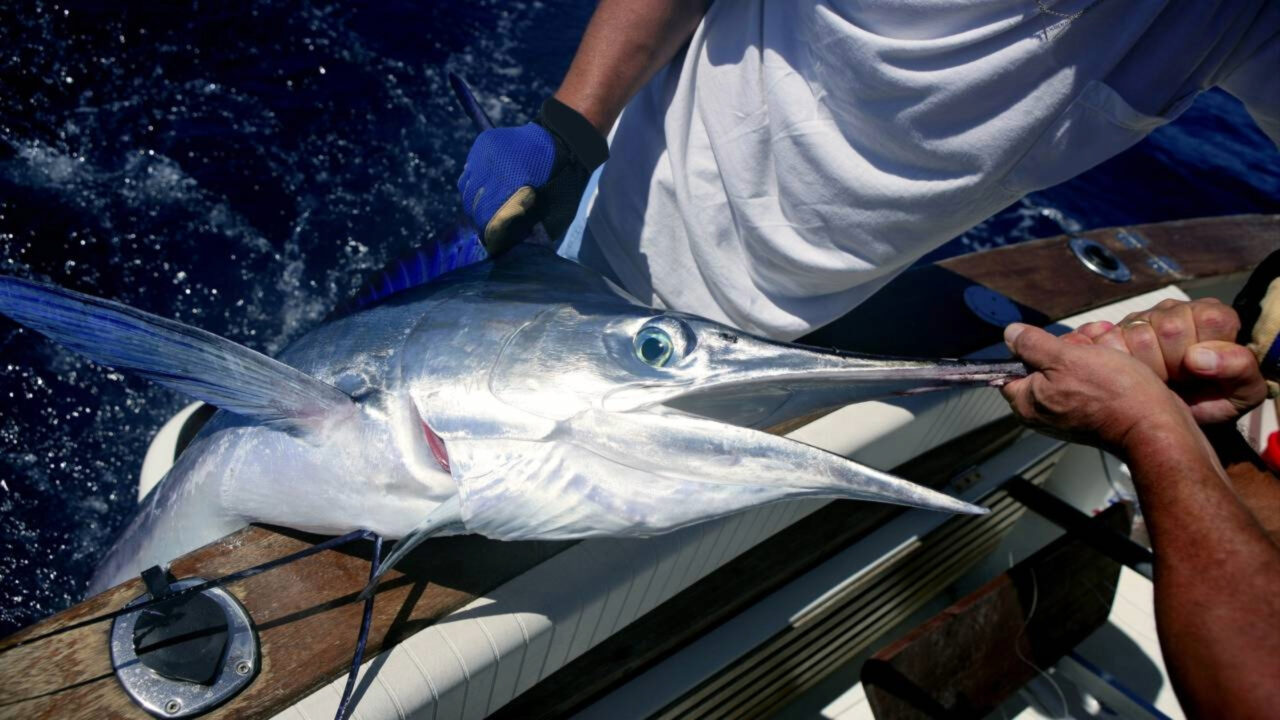 Pescadores travam batalha de 3 horas e puxam marlim-azul de mais de 500 kg — e o recorde mundial é brasileiro