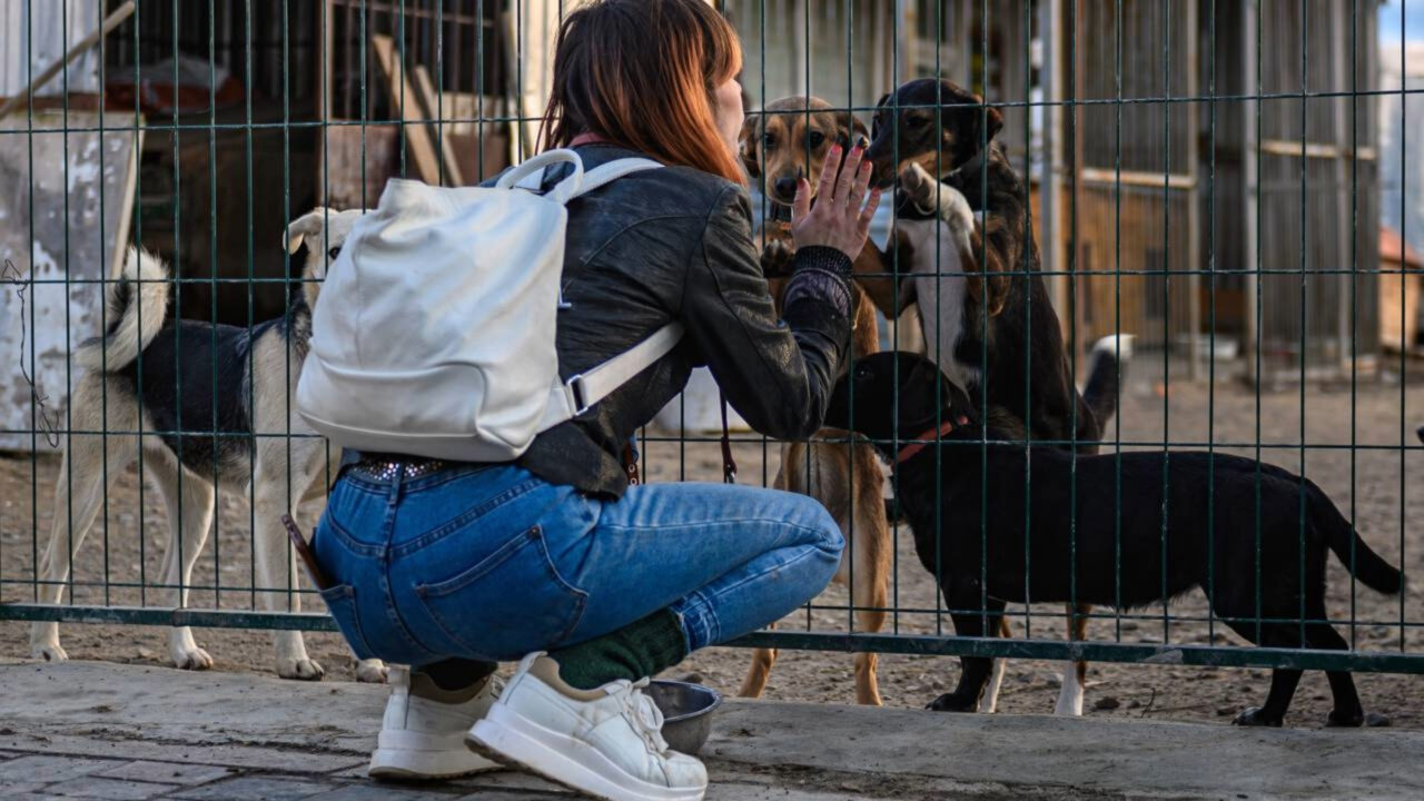 Portugal procura voluntários para viver de graça na Serra da Estrela e cuidar de 82 animais resgatados. E ai, topa