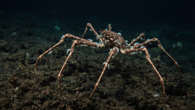 Camarões minúsculos foram filmados pegando carona em aranhas-do-mar gigantes: comportamento apareceu a 225 quilômetros de distância no fundo do Pacífico