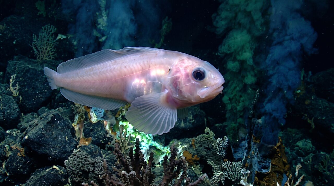 O peixe encontrado a mais de 8 mil metros de profundidade e o limite que impede outros peixes de viver ainda mais abaixo