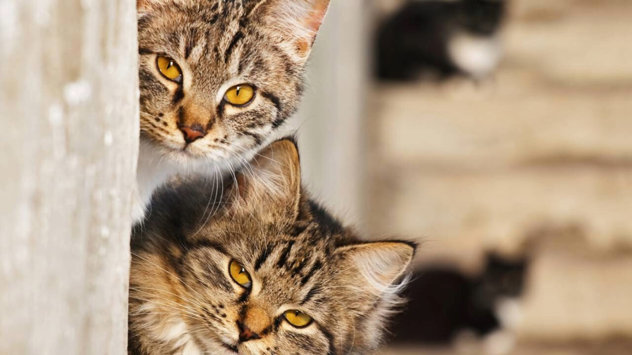 Um estudo registra o primeiro caso conhecido de síndrome de Marfan felina em dois gatos; doença que também afeta humanos