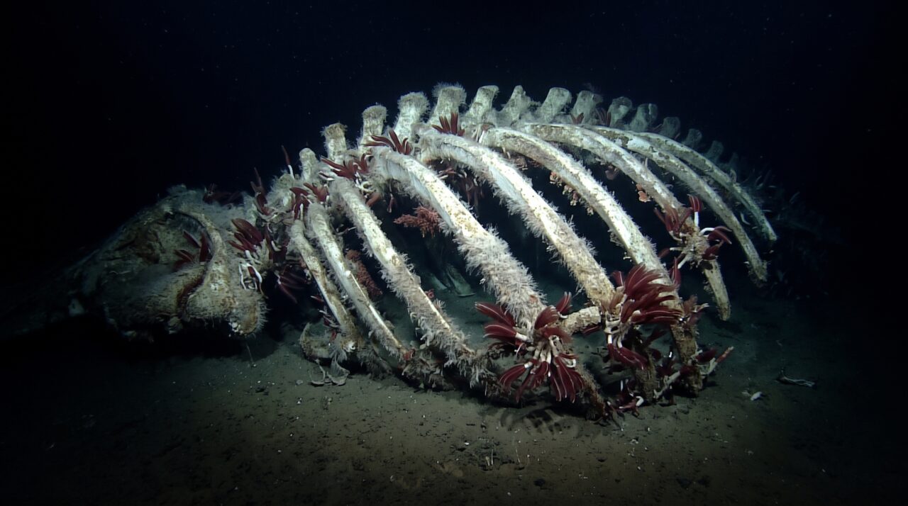 Depois que uma baleia afunda no oceano, seus ossos podem alimentar comunidades inteiras por décadas no fundo do mar